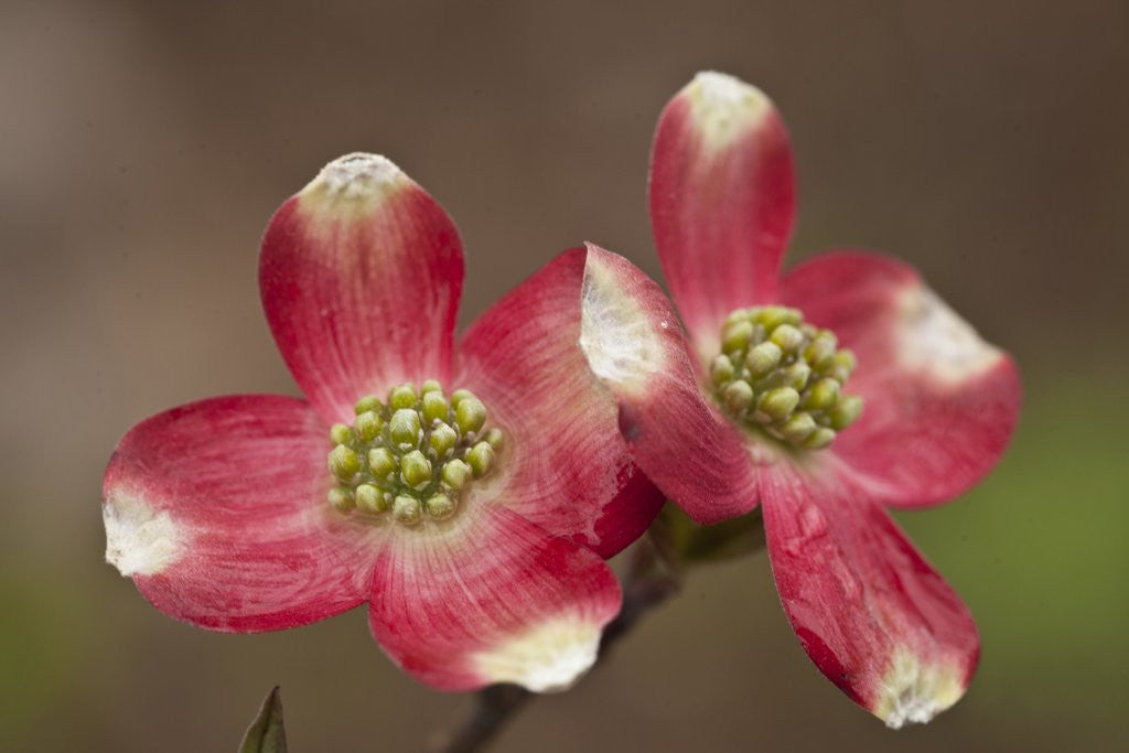 Detail of Spring, Dogwood Trees in Bloom by Anonymous