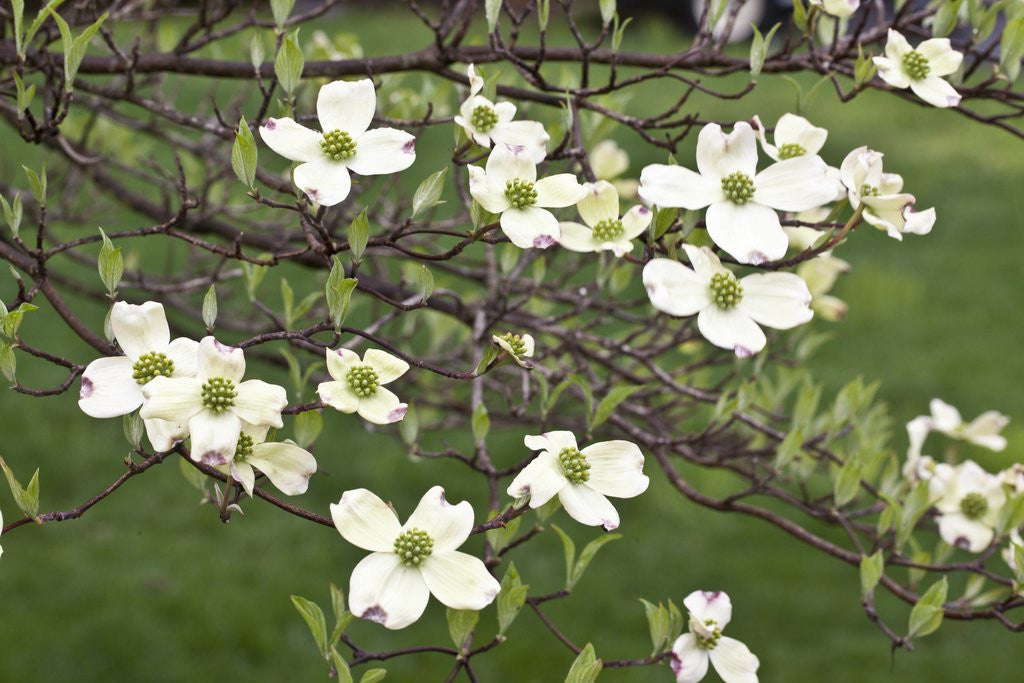 Detail of Spring, Dogwood Trees in Bloom by Anonymous