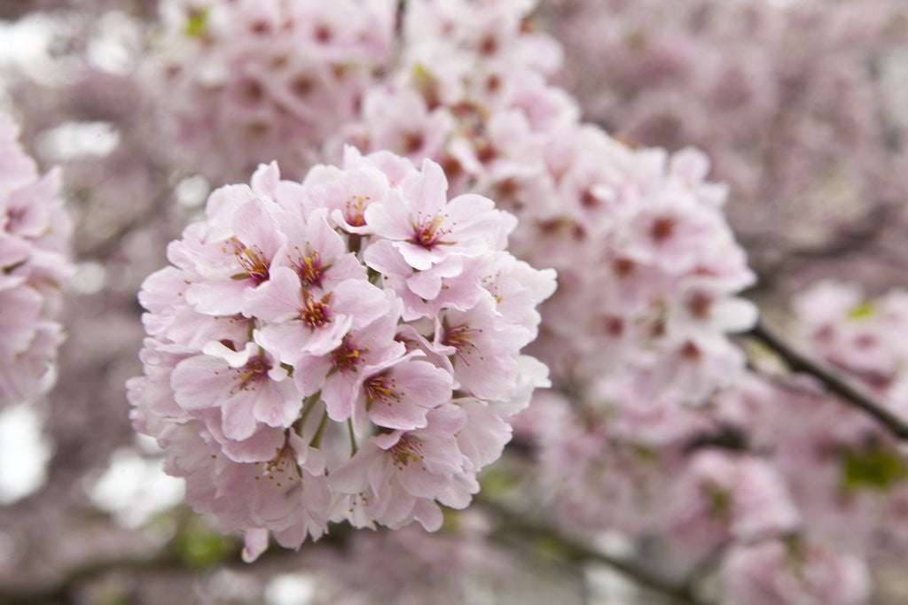 Detail of Close-up of Cherry Blossoms by Anonymous