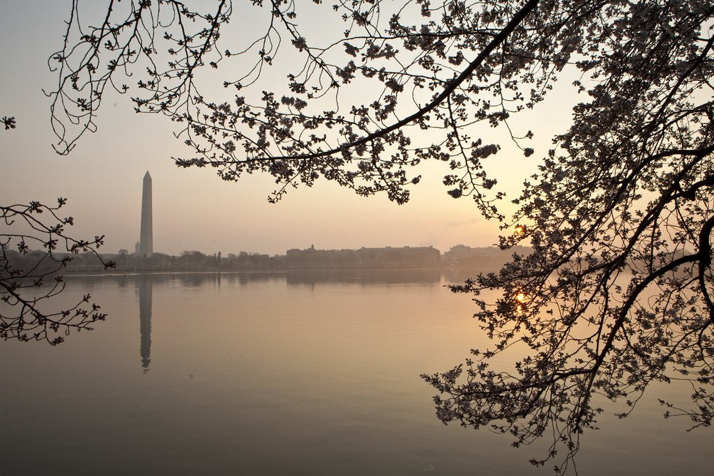 Detail of Sunrise over Tidal Basin by Anonymous