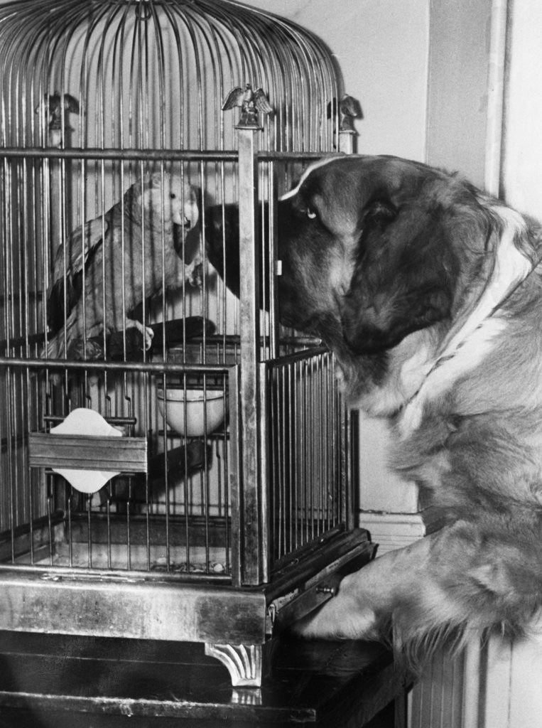 Detail of Dog looking at parrot in cage by Anonymous