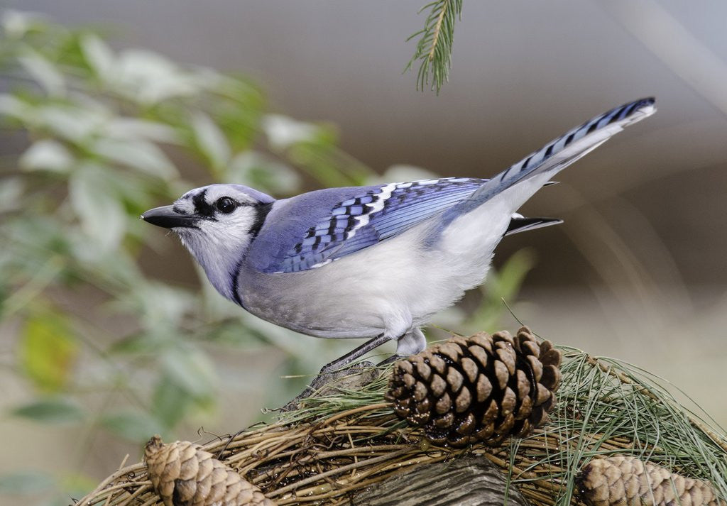 Detail of Blue Jay by Anonymous