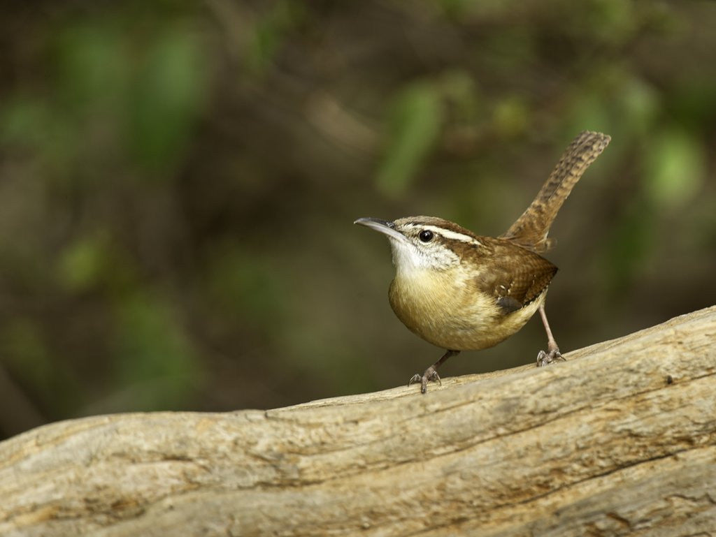 Detail of Carolina Wren by Anonymous