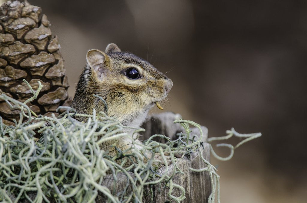 Detail of Eastern Chipmunk by Anonymous