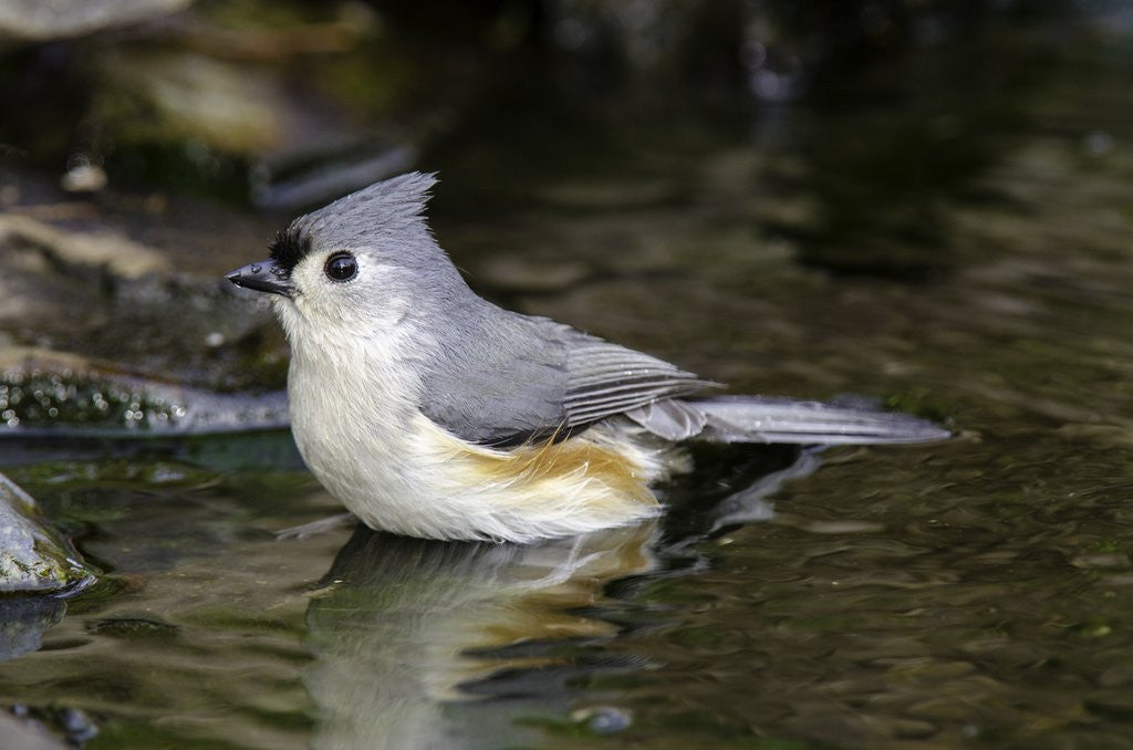 Detail of Tufted Titmouse by Anonymous