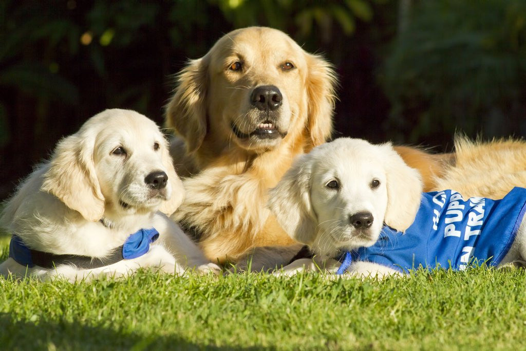 Detail of Golden Retriever puppies by Anonymous