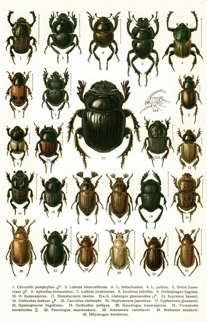 Detail of Vintage Illustration of Varieties of European Beetles by Anonymous