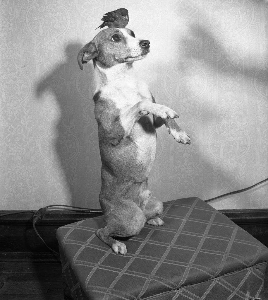 Detail of Dog posing with bird on head by Anonymous