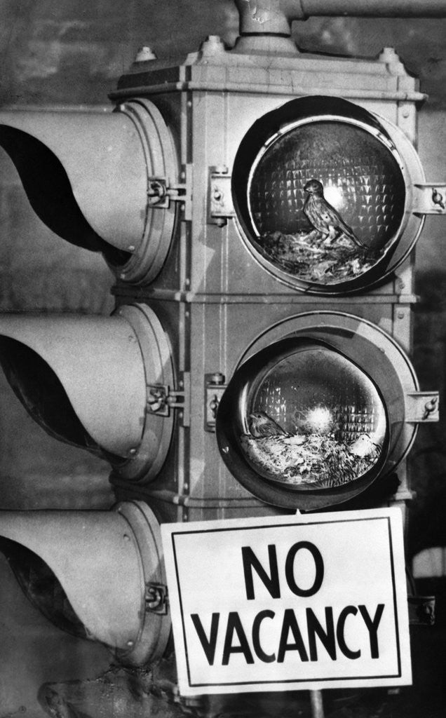 Detail of No vacancy sign by traffic lights with birds' nests inside by Anonymous