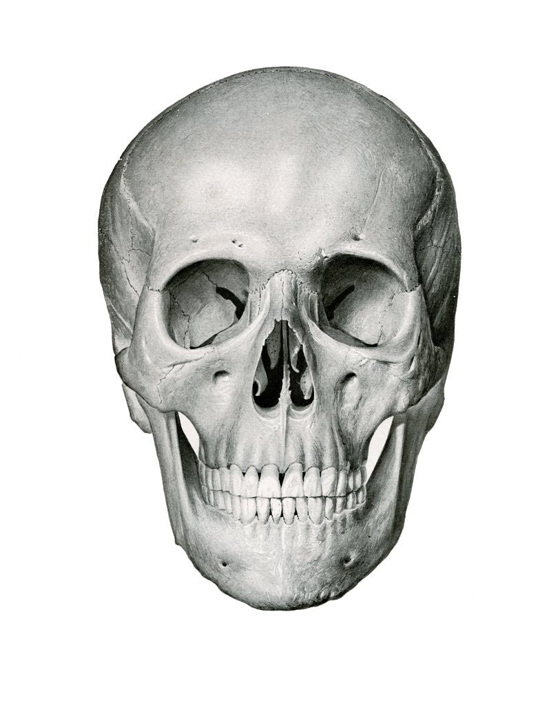 Detail of Anterior or Frontal View of Human Skull by Corbis