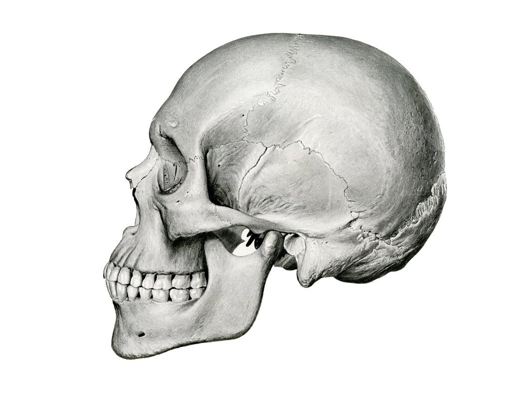 Detail of Lateral View of Human Skull. by Anonymous