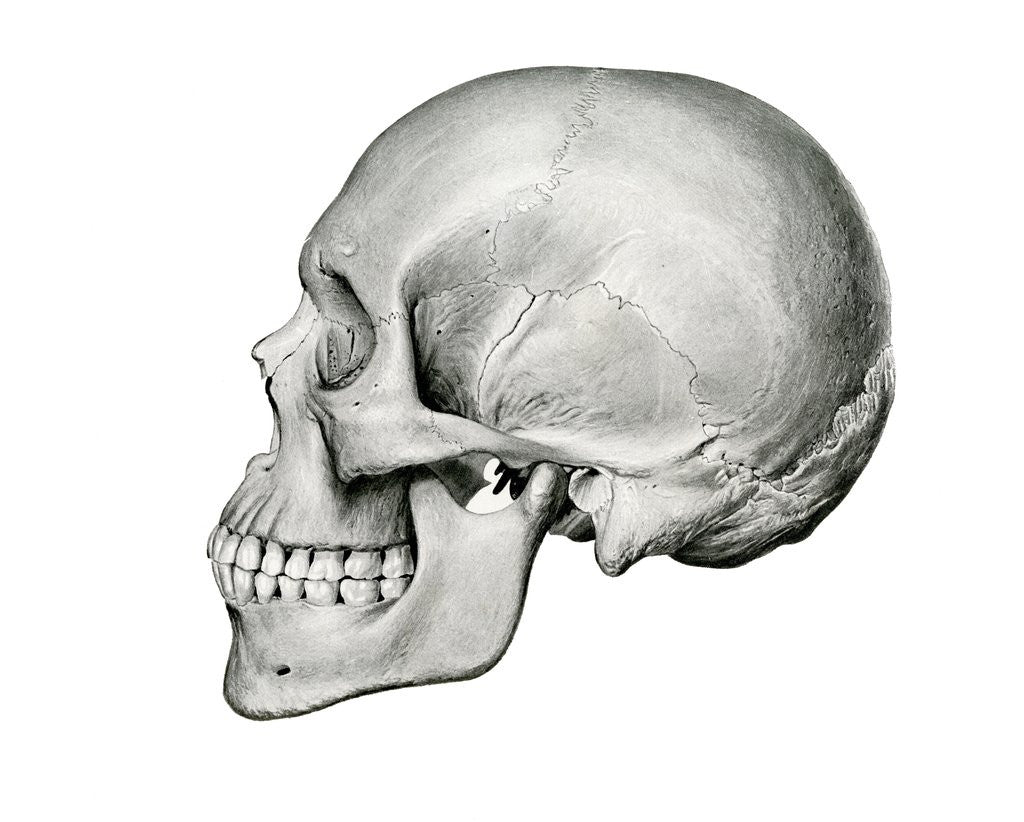 Detail of Lateral View of Human Skull. by Corbis