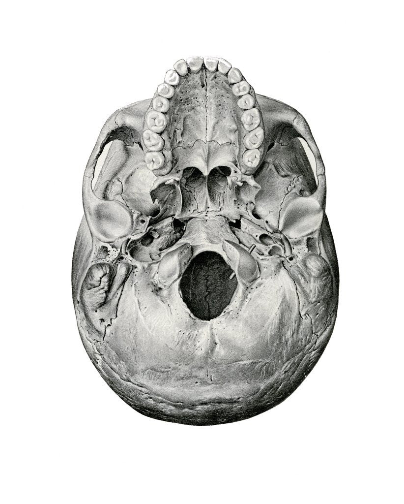 Detail of Ventral View of Human Skull by Anonymous