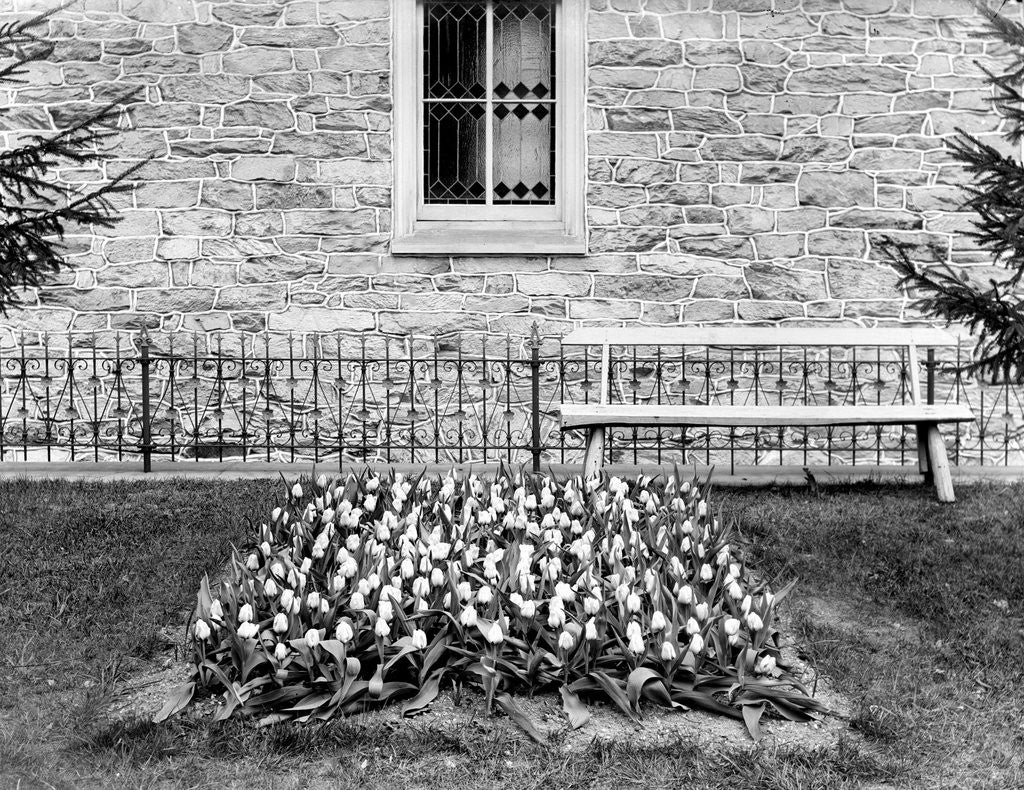 Detail of Still life of tulip garden, ca. 1905. by Anonymous