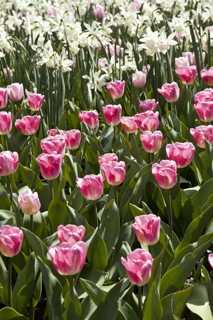 Detail of Tulips bed bloom by Anonymous