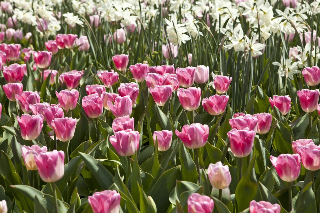 Detail of Tulips bed bloom by Anonymous