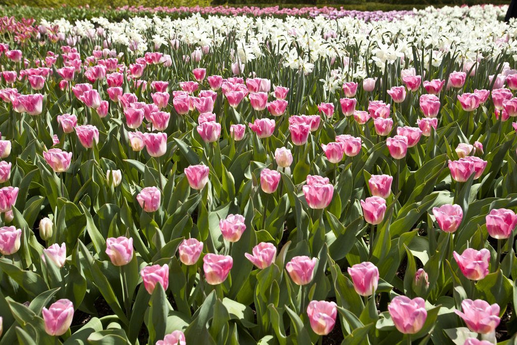 Detail of Tulips bed bloom by Anonymous