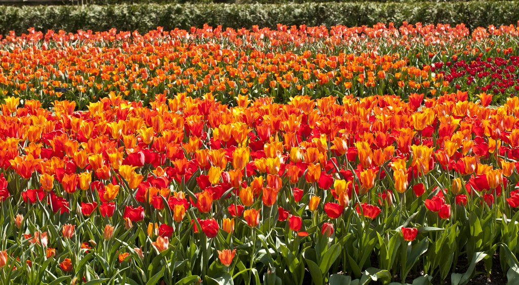 Detail of Tulips in bloom by Anonymous