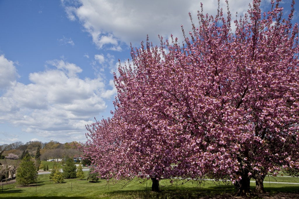 Detail of Cherry trees in bloom by Anonymous