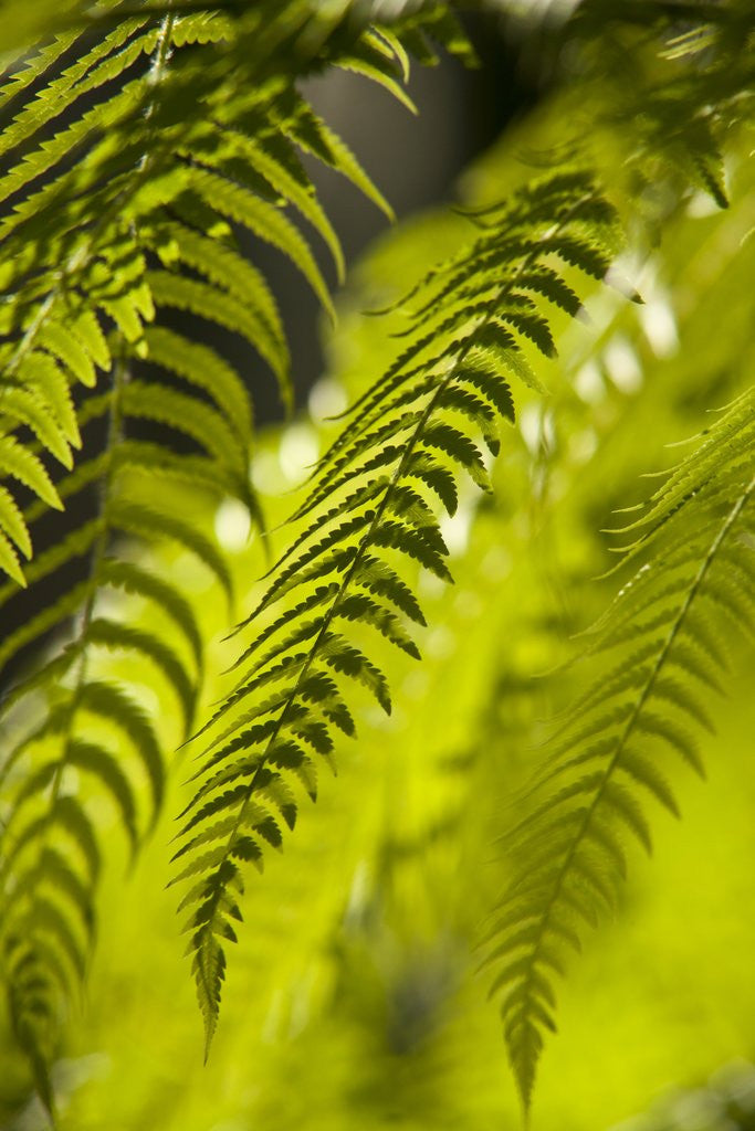 Detail of Fern Leaf by Anonymous