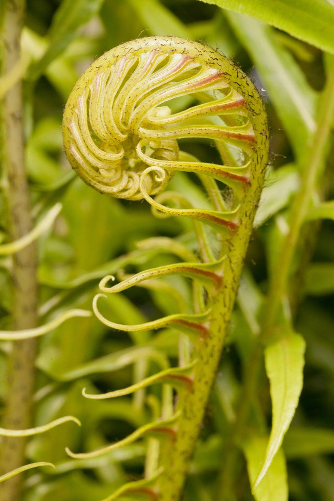 Detail of Fiddlehead Fern by Anonymous