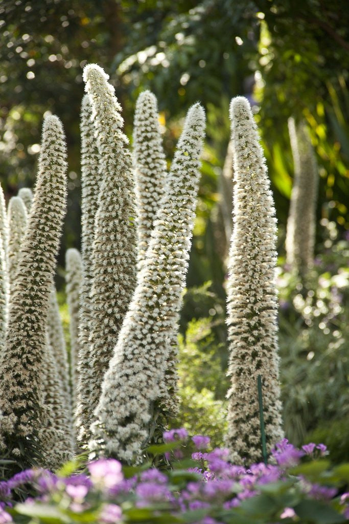 Detail of Tower of Jewels Flowers by Anonymous