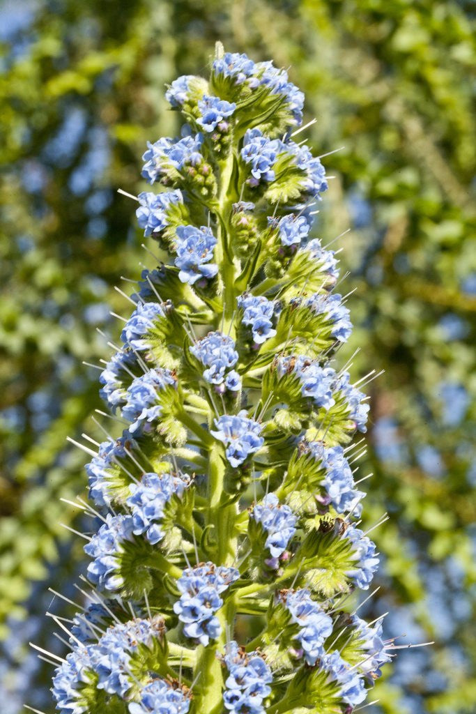 Detail of Viper's Bugloss or Blueweed by Anonymous