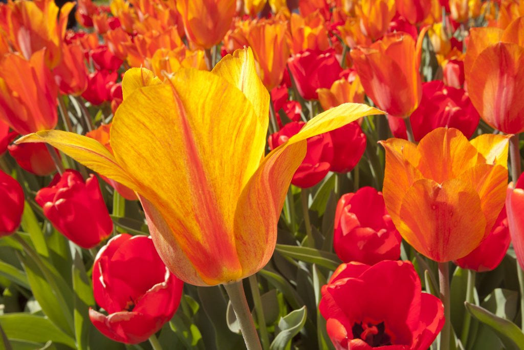 Detail of Tulips in bloom by Anonymous