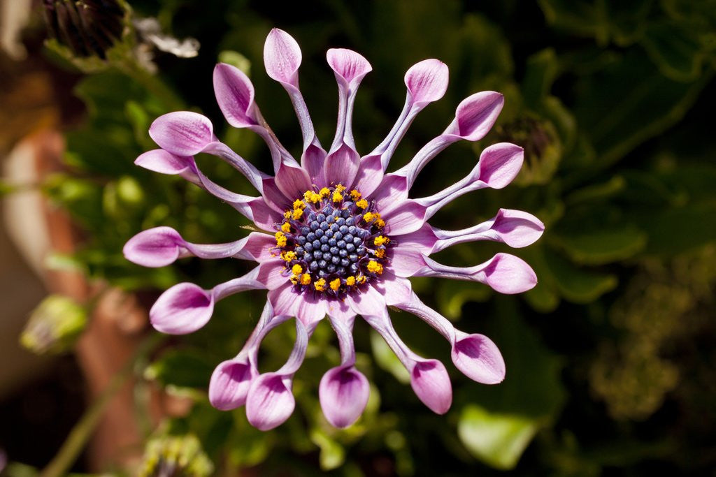 Detail of Chanticleer Gardens by Anonymous
