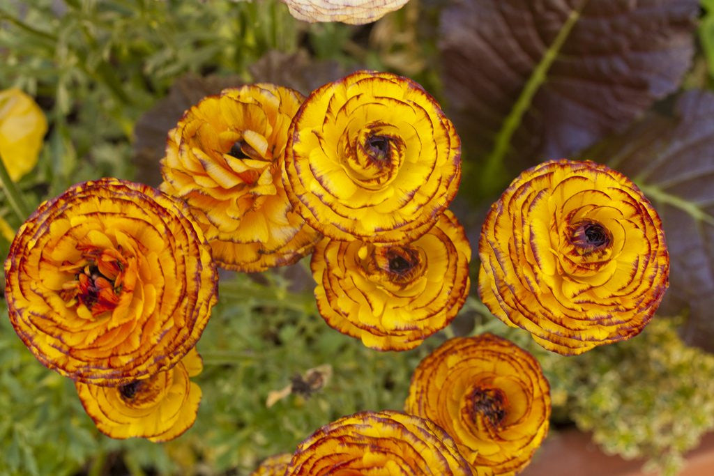 Detail of Ranunculus asiaticus (Persian Buttercup) by Anonymous