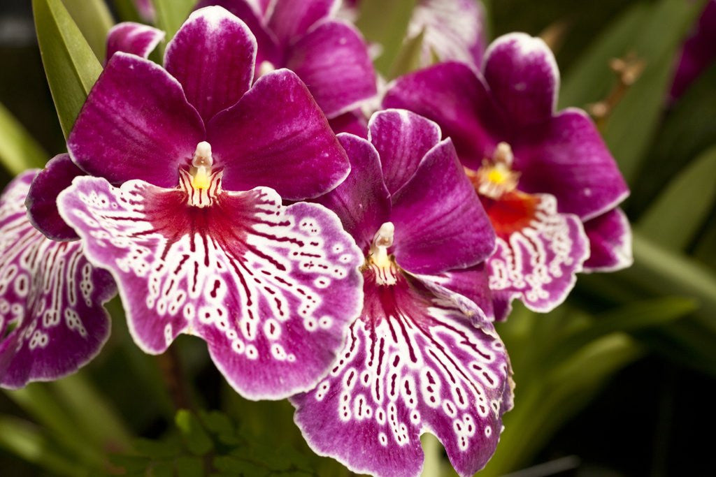 Detail of Purple Butterfly Orchids by Anonymous