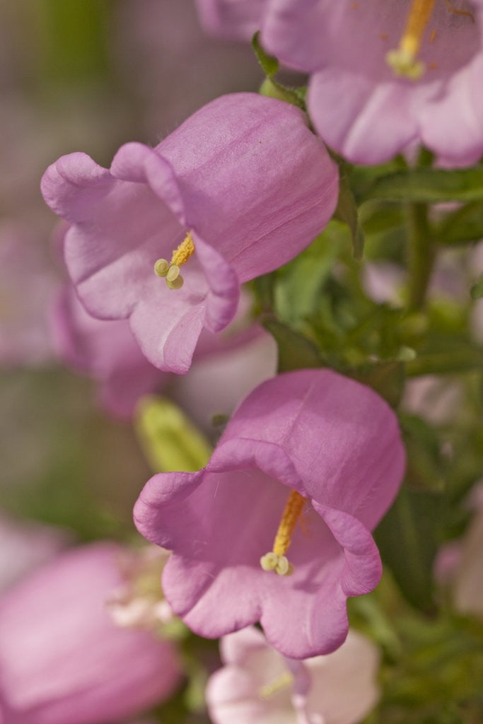 Detail of Longwood Garden by Anonymous