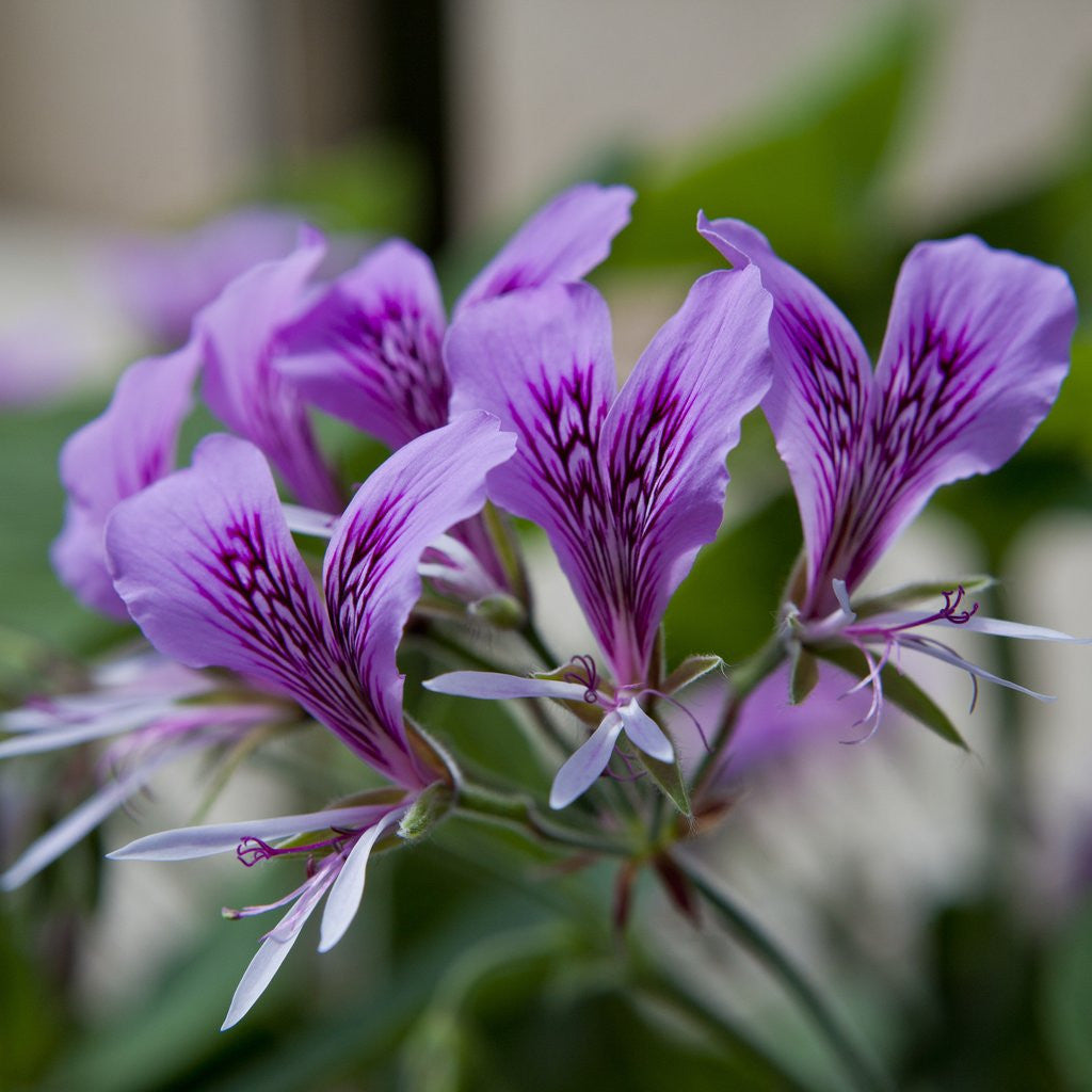 Detail of Purple Rhododendron by Anonymous