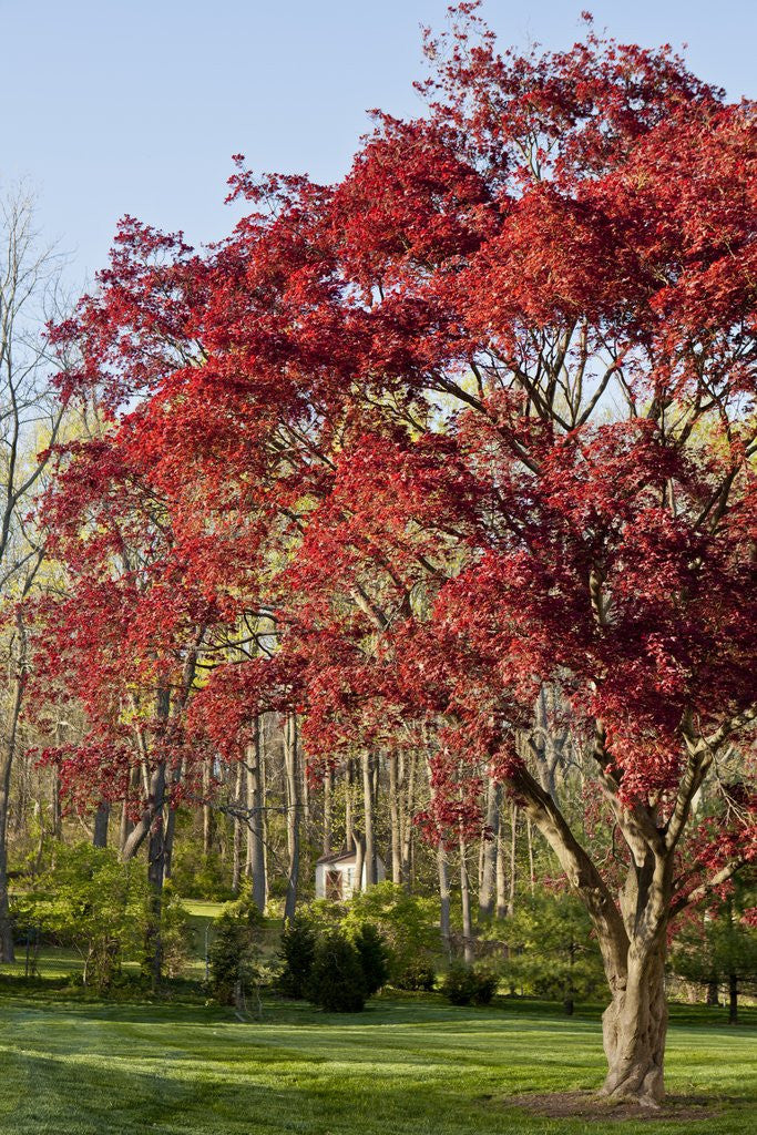 Detail of Japanese Maple by Anonymous