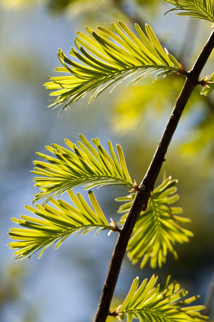 Detail of Pine needles by Anonymous