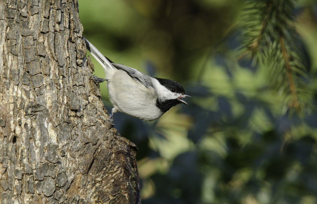Detail of Bird on tree, close-up by Anonymous