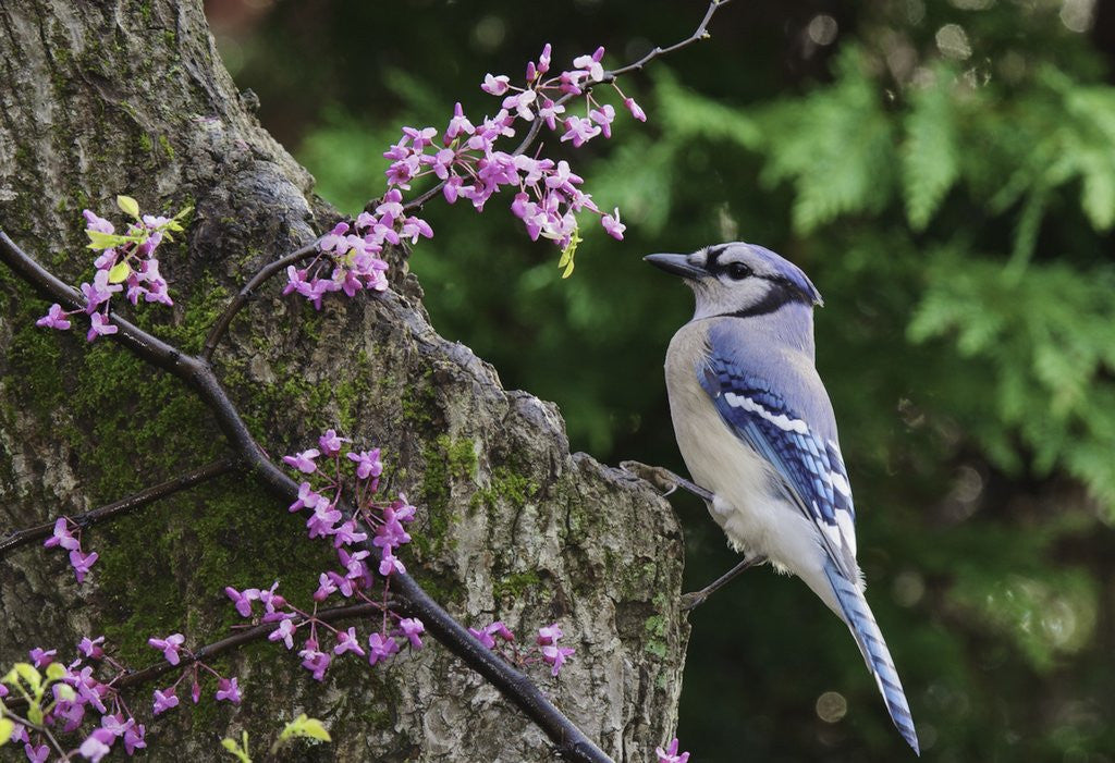 Detail of Bird on tree, close-up by Anonymous