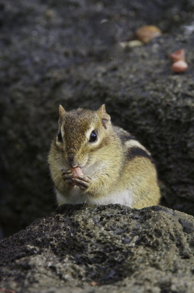 Detail of Chipmunk eating by Anonymous