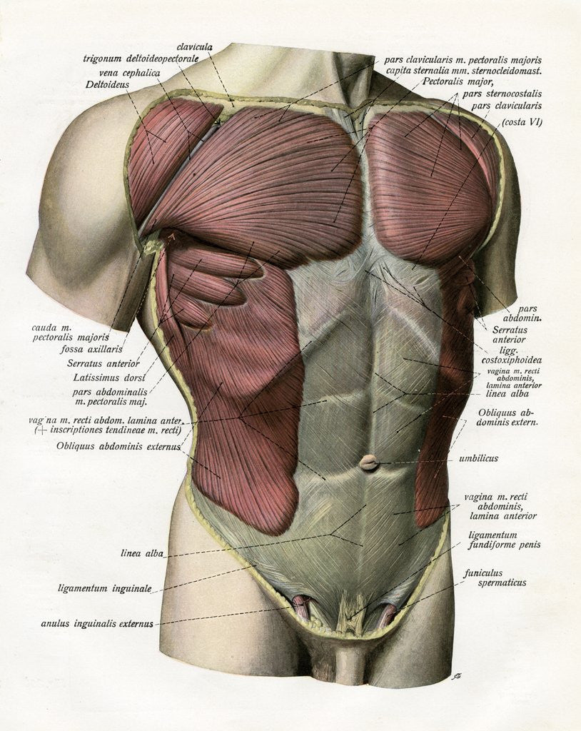 Detail of Illustration of the Muscles and Ligaments of the Human Torso by Corbis