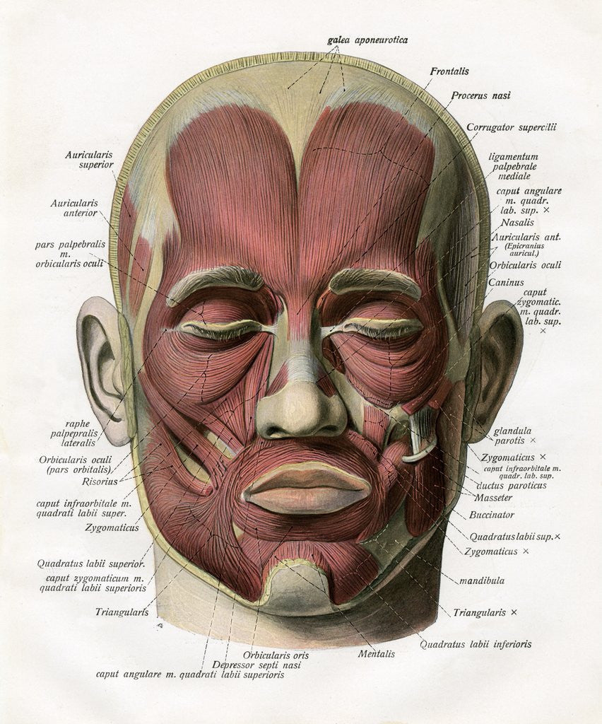 Detail of Frontal View of the Muscles of the Human Face by Anonymous