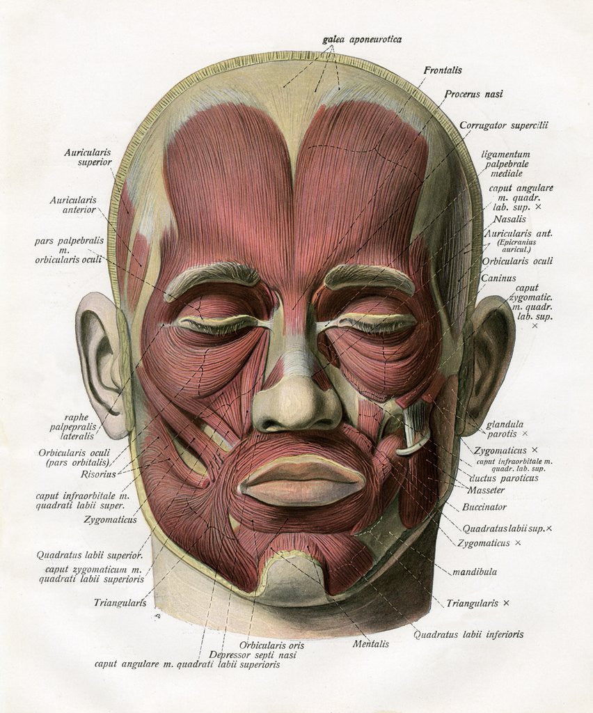 Detail of Frontal View of the Muscles of the Human Face by Corbis