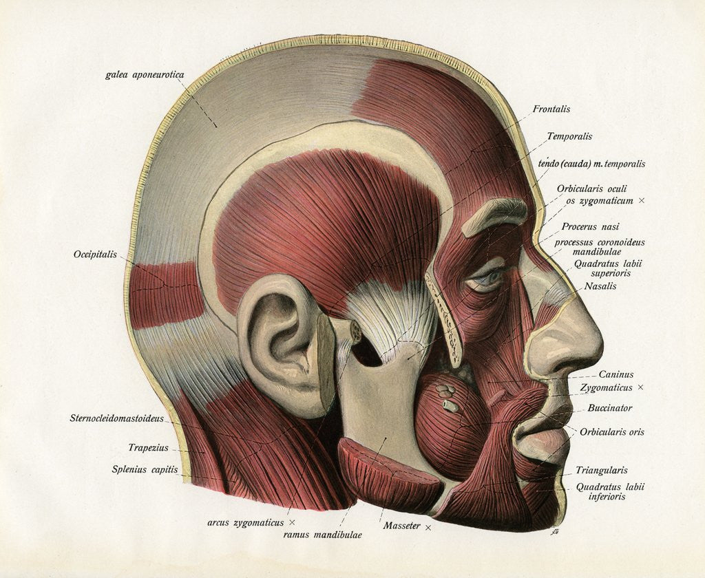 Detail of Lateral Cutaway View of the Muscles of the Face. by Anonymous