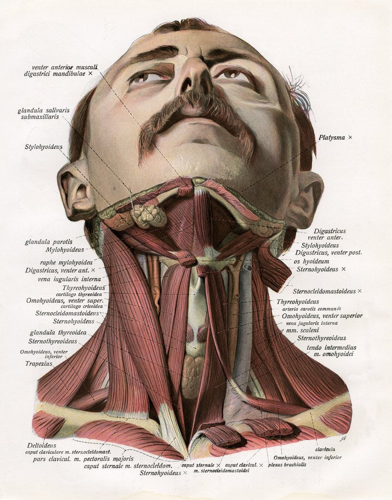 Detail of Frontal View of the Muscles and Glands of the Human Neck by Corbis