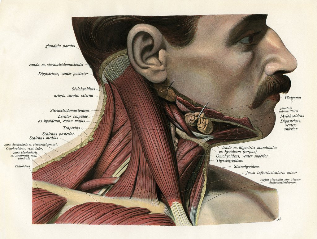 Detail of Lateral View of the Muscles and Glands of the Human Neck by Anonymous