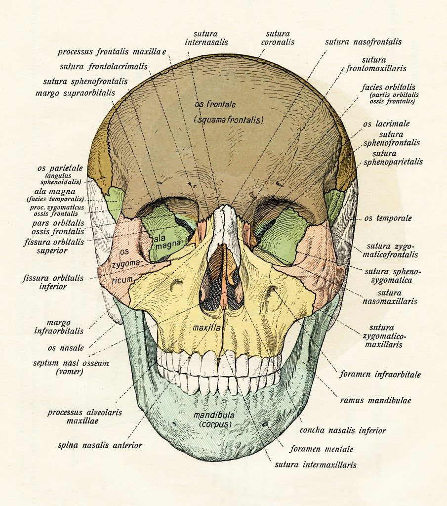 Detail of Anterior or Frontal Diagram of Human Skull by Anonymous