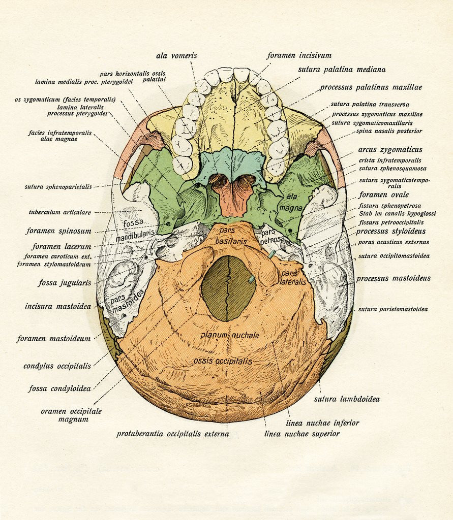 Detail of Diagram of the Ventral Bones of the Human Skull by Anonymous