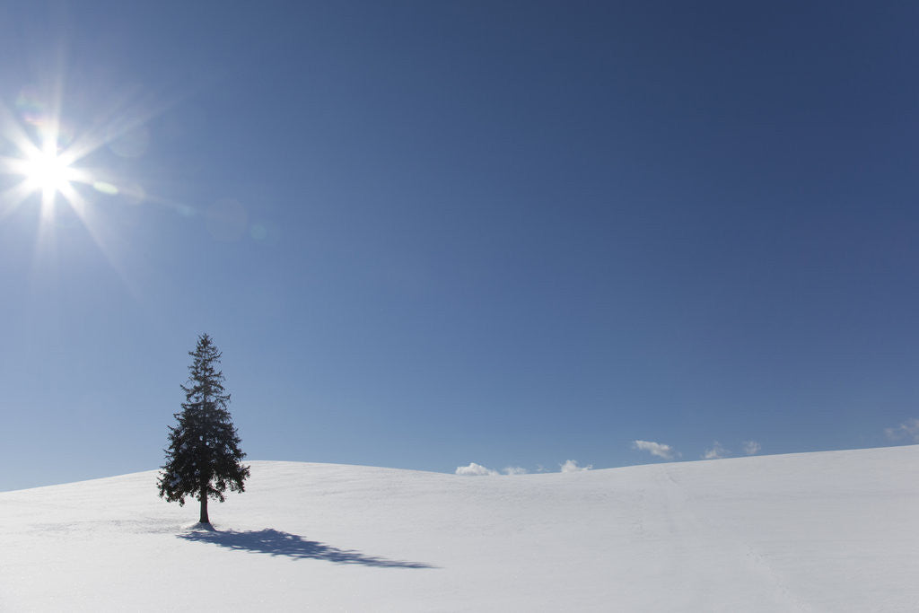 Detail of Evergreen tree in Snowy Field, Biei, Hokkaido, Japan by Anonymous