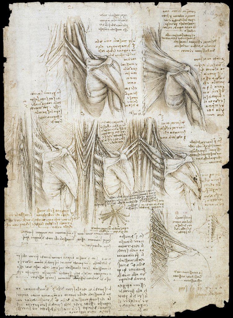 Detail of Drawing of the muscles of the spine by Leonardo da Vinci
