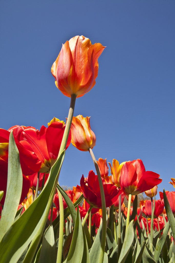 Detail of Tulips in bloom by Anonymous