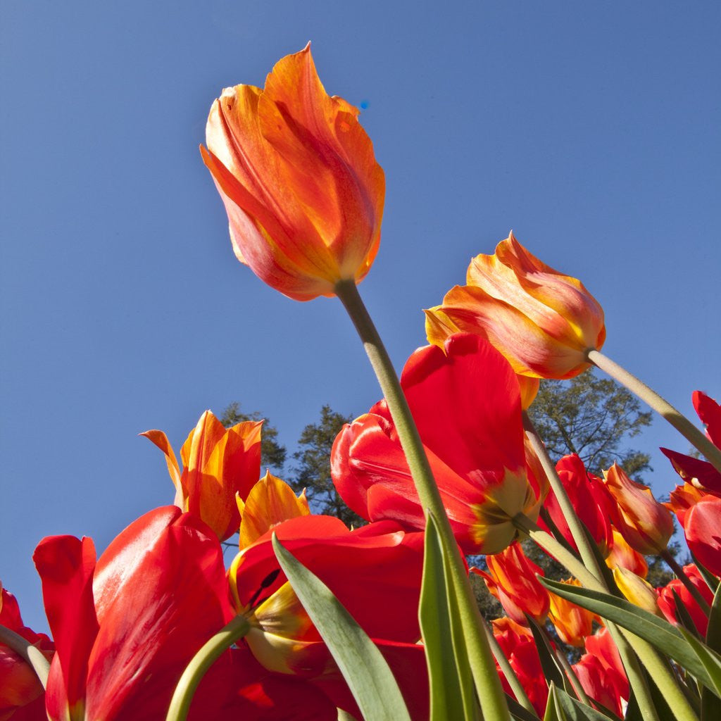 Detail of Tulips in bloom by Anonymous